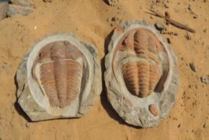 Morocco Fossil and Geology Tours