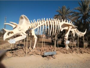 Morocco Fossil and Geology Tours